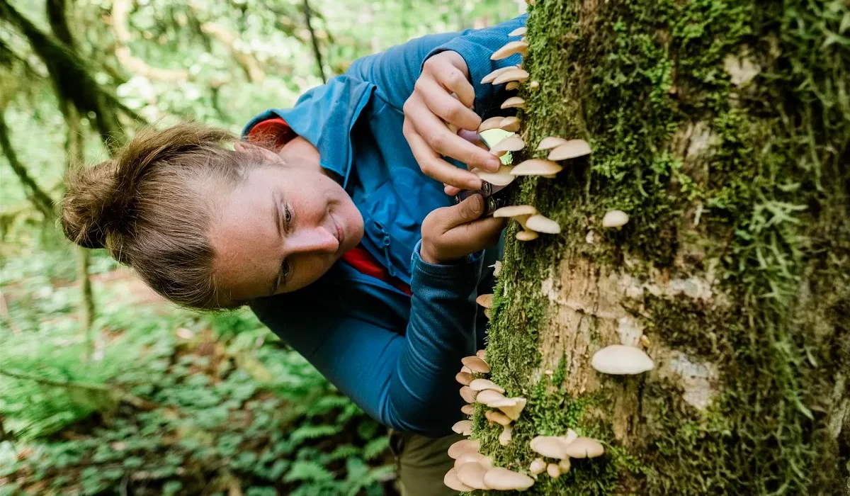 Les Experts Tirent la Sonnette d'Alarme : Les Livres Générés par IA sur la Cueillette des Champignons Pouvent être Mortels