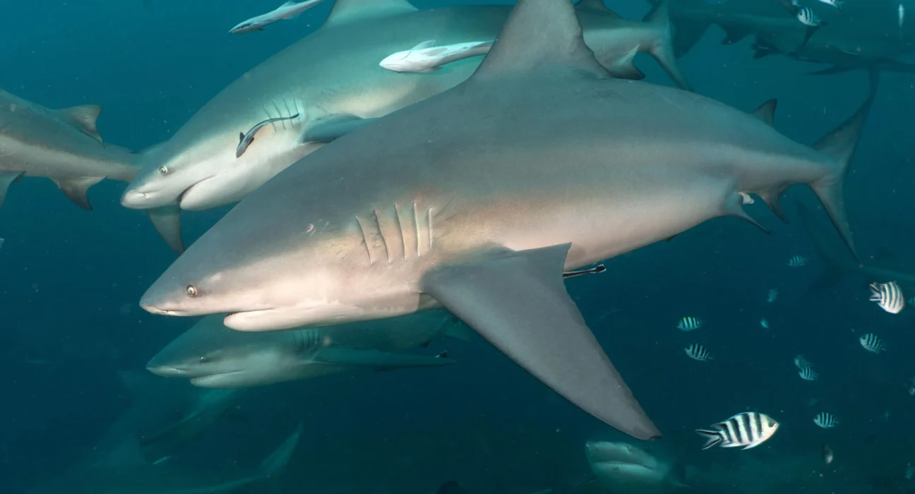 Les Requins Bouledogues : Alliances et Choix de Compagnie