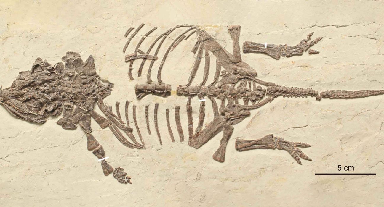 Les Scientifiques Résolvent Enfin le Mystère de Fossiles de Petits Dinosaures Après 20 Ans de Recherche