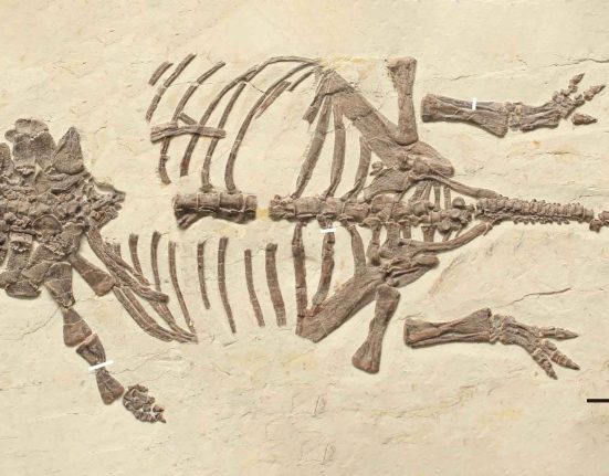 Les Scientifiques Résolvent Enfin le Mystère de Fossiles de Petits Dinosaures Après 20 Ans de Recherche