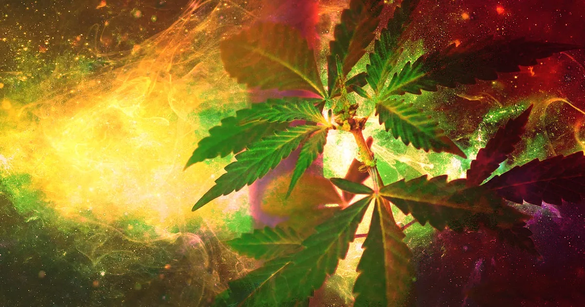 Nouvelles Découvertes : La Cannabis et la Formation de Faux Souvenirs