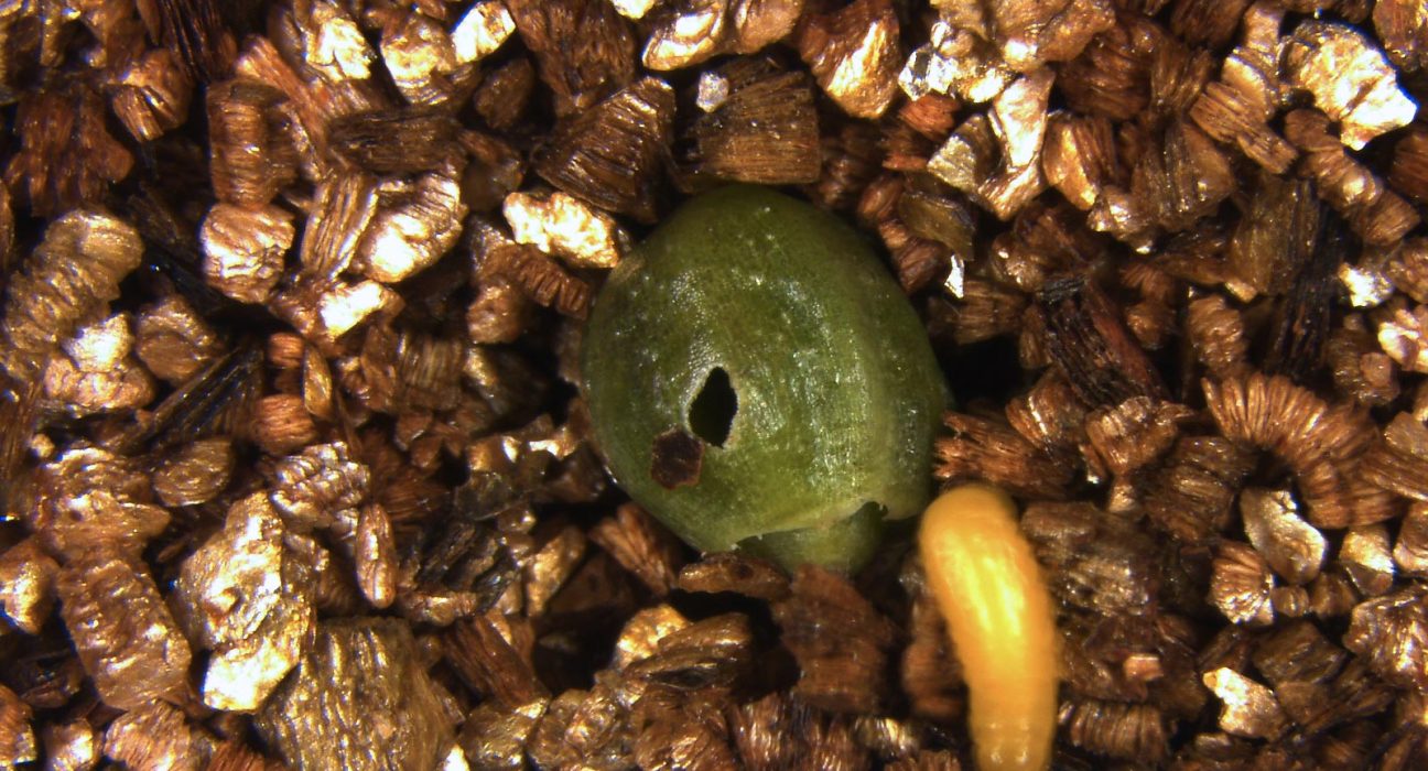 Pourquoi cette plante abandonne-t-elle ses fruits envahis par des larves de scarabées ?