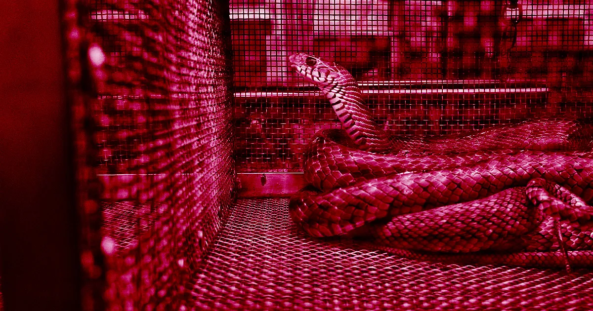 Un Virus Chinois Énigmatique Pourrait Provenir des Serpents