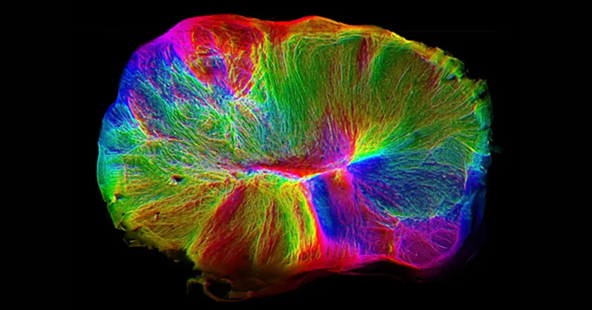 Cerveau Cultivé en Laboratoire : Des "Tendrons" pour Saisir et Contrôler la Moelle Épinière.