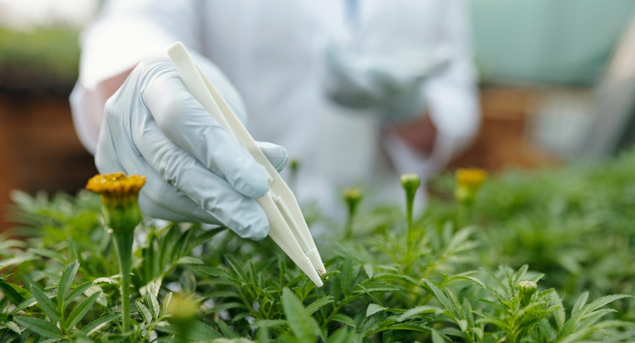 Cette Plante Courante Pourrait Devenir une Source Inattendue de Protéines.