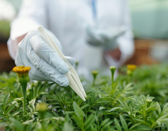 Cette Plante Courante Pourrait Devenir une Source Inattendue de Protéines.