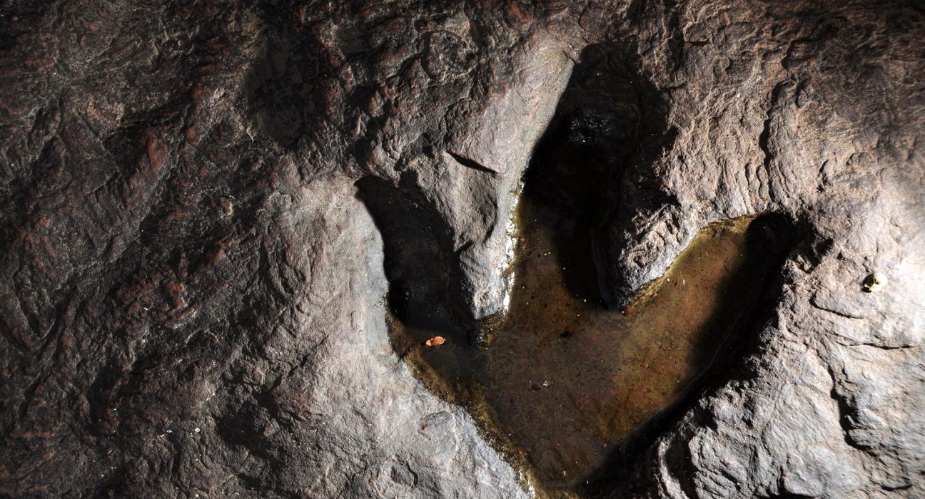 Découverte de traces de dinosaures vieilles de 132 millions d'années sur la côte sud-africaine.