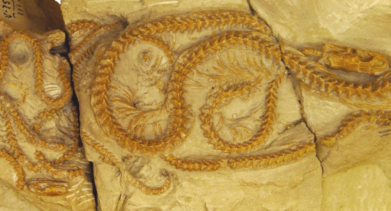 Découverte d'un Serpent Fossile de 34 Millions d'Années au Wyoming : Une Révolution dans Notre Compréhension de l'Évolution