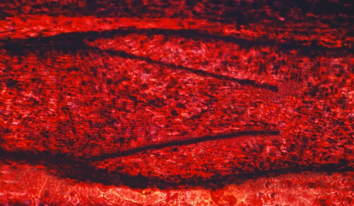 Découvrez le Mystère du "Superblood" : Pourquoi Est-il Tant Désiré ?