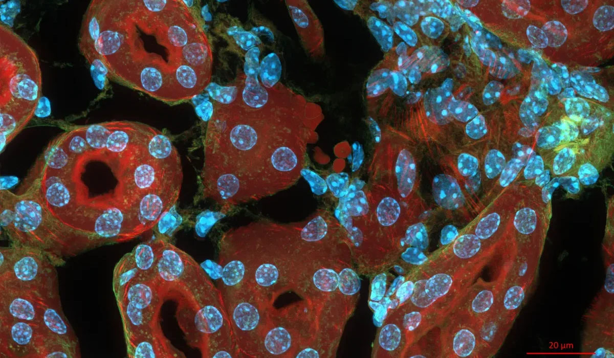 Des Cellules Souches pour Cultiver un Tissu Rénal Fonctionnel
