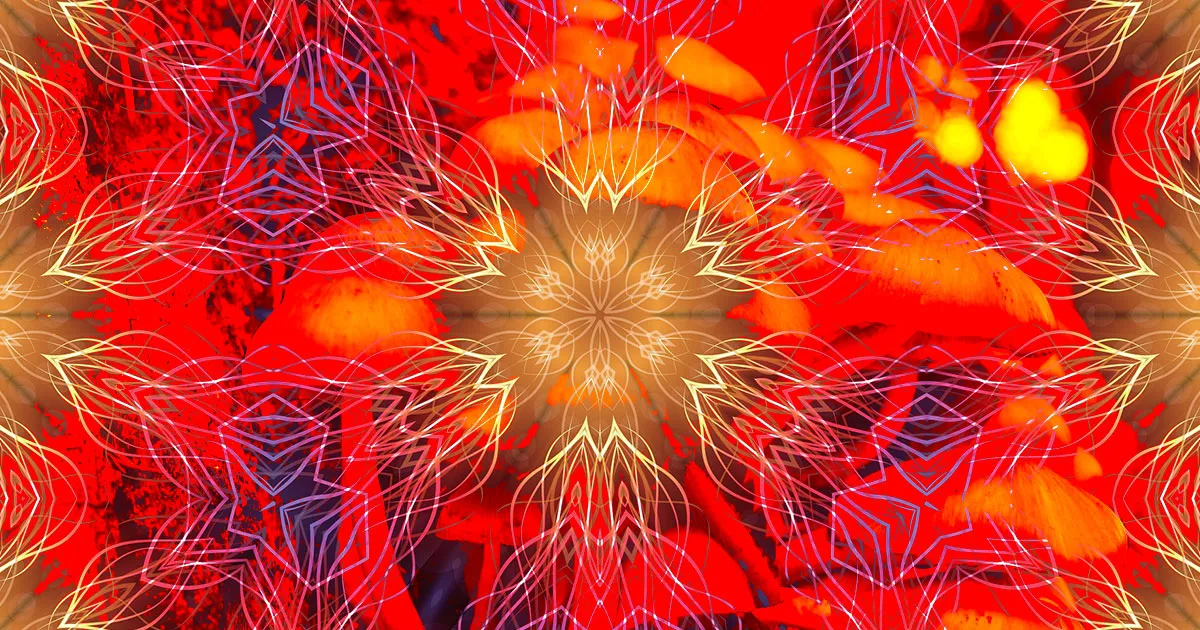 Des Experts Plaident pour la Légalisation de l’MDMA et des Champignons Hallucinogènes auprès des Dirigeants Mondiaux.