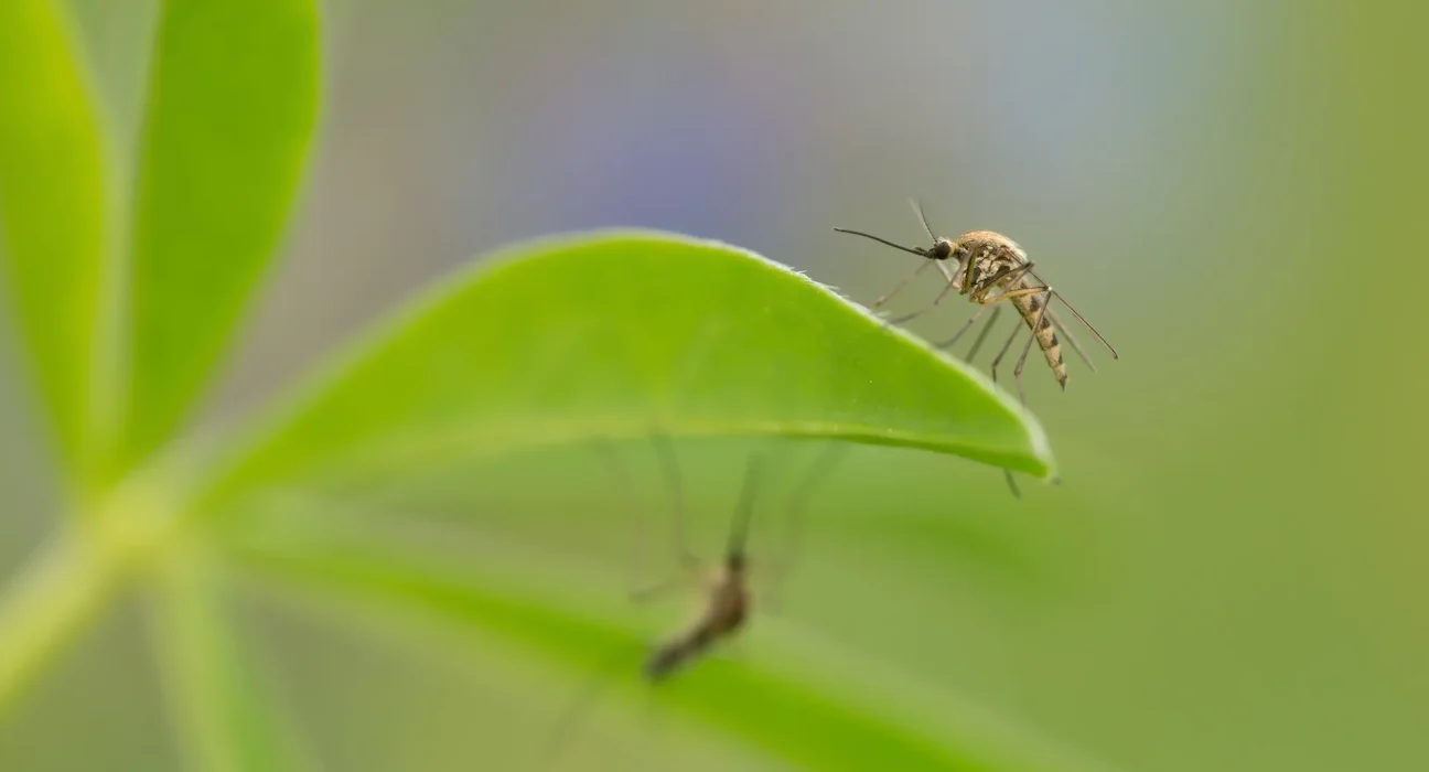 Des Experts Trouvent une Solution pour Réduire les 1 Million de Morts Annuellement Causées par les Moustiques