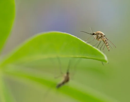 Des Experts Trouvent une Solution pour Réduire les 1 Million de Morts Annuellement Causées par les Moustiques