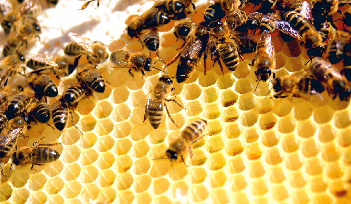 Des Fungicides Comme Menace Inattendue pour les Abeilles : Une Étude Révélatrice