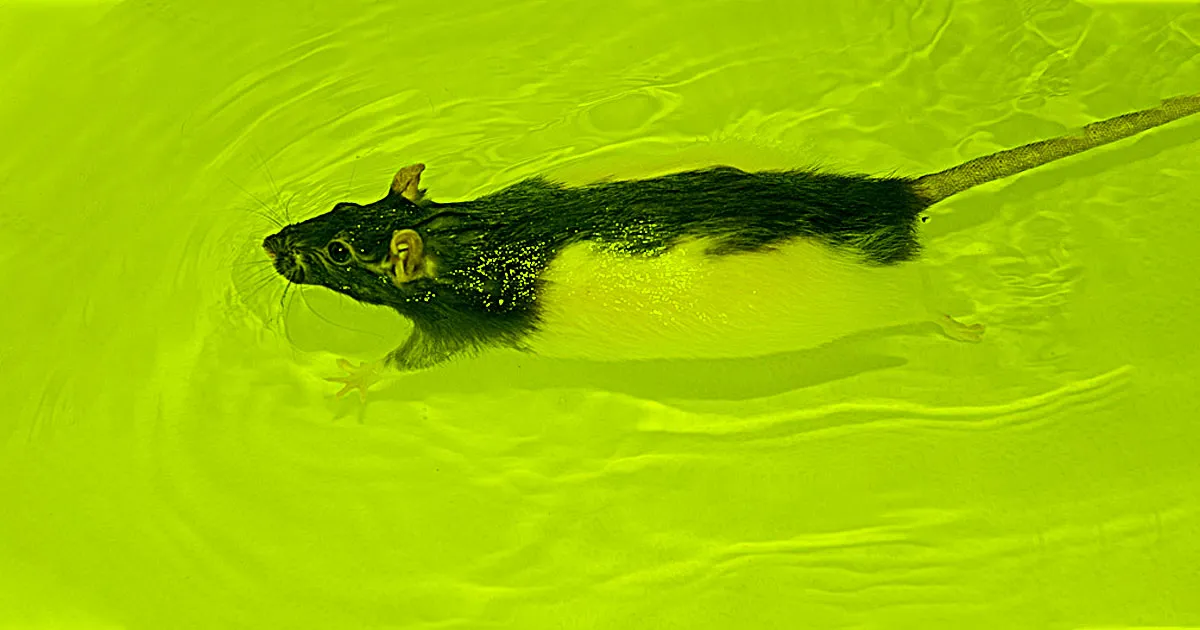 Des Scientifiques Réévaluent une Expérience Animale Extrêmement Cruelle.