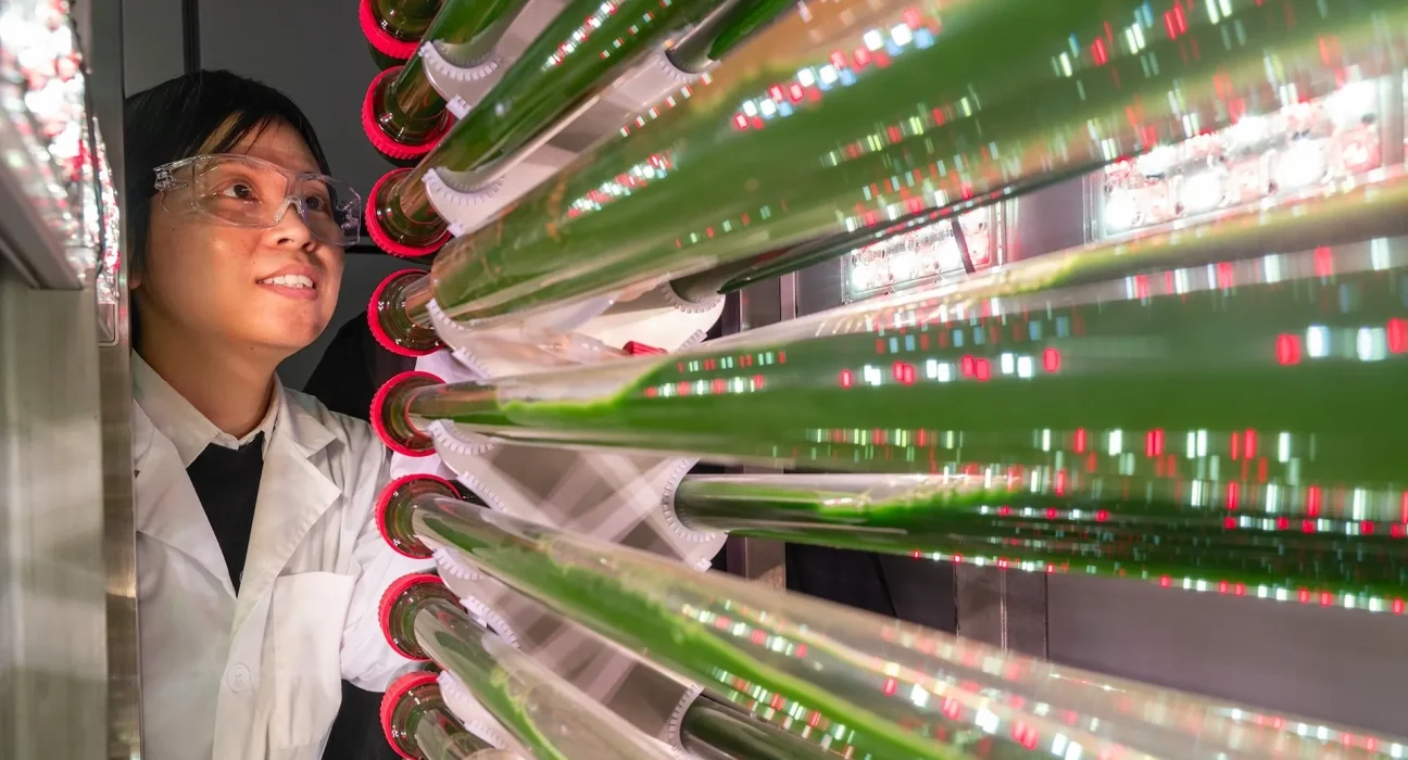 Des algues génétiquement modifiées pour éliminer les microplastiques de l'eau