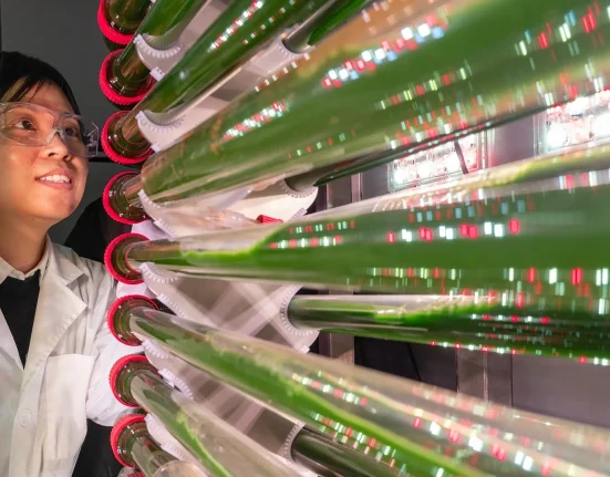 Des algues génétiquement modifiées pour éliminer les microplastiques de l'eau