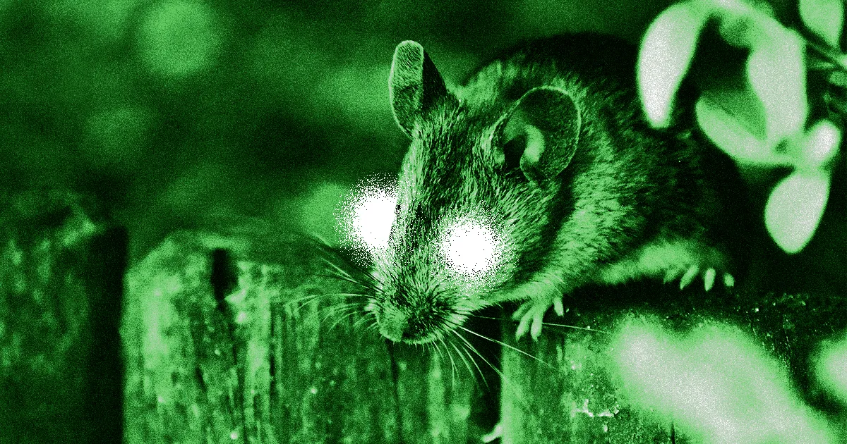 Des chercheurs offrent aux souris une "super vision" grâce à des injections oculaires.
