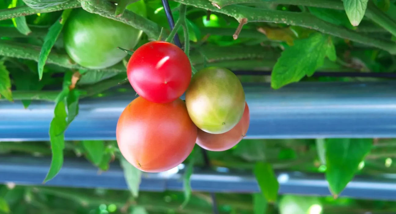Des chercheurs révèlent un effet secondaire prometteur de la culture de tomates sous des panneaux solaires.