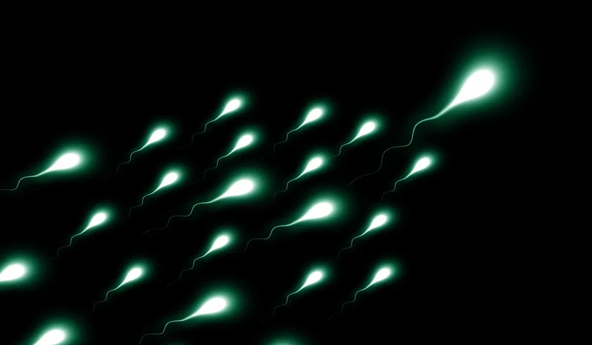 Des chercheurs s'apprêtent à tester un nouveau gel contraceptif masculin.