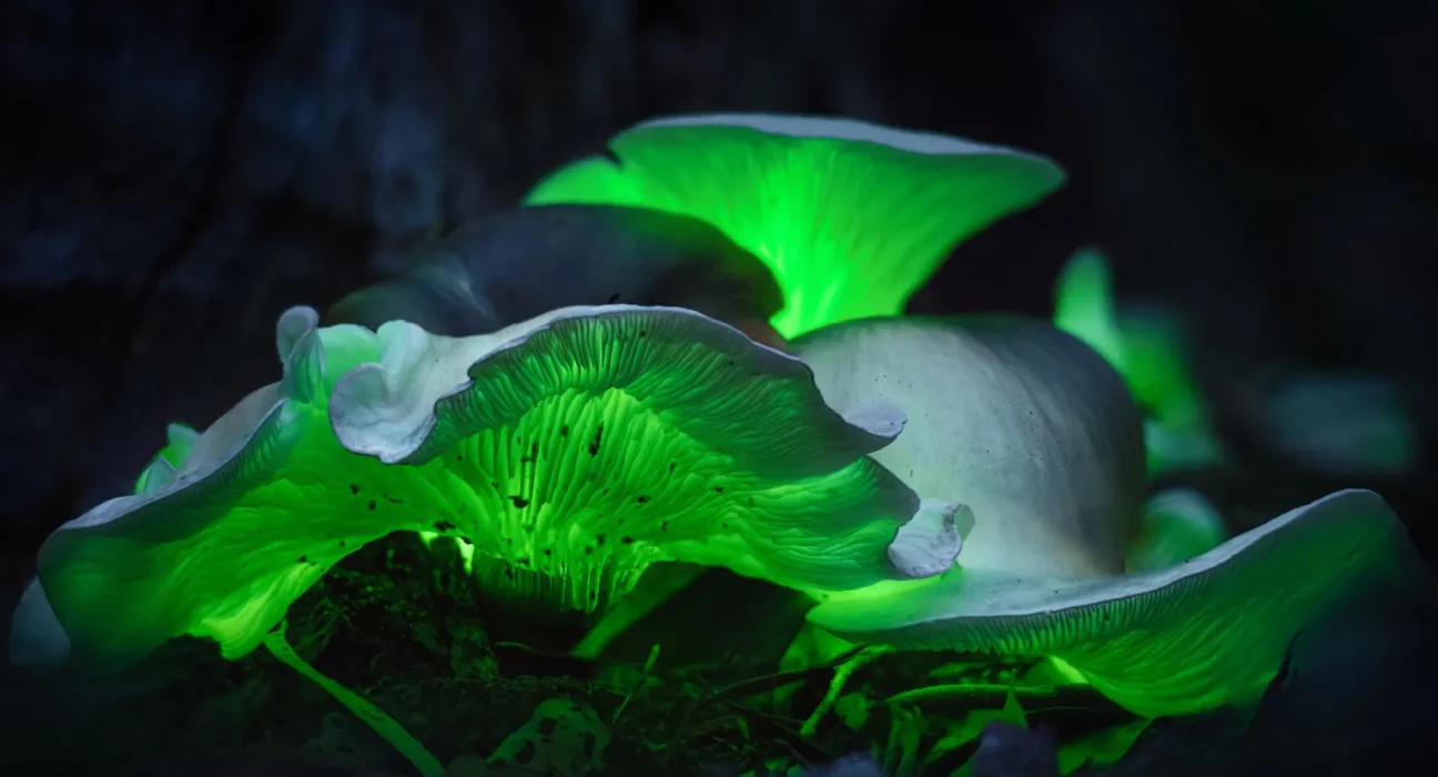 Des plantes luminescentes inspirées des lucioles et des champignons pour illuminer les villes comme dans Avatar.