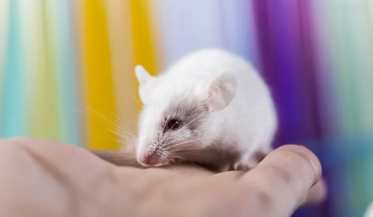 Des scientifiques annulent les effets de l'Alzheimer chez des souris.