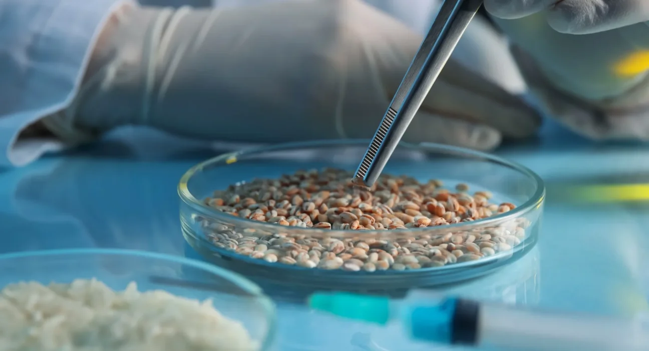 Du blé génétiquement modifié pour diminuer les niveaux de cancérogènes dans le pain.