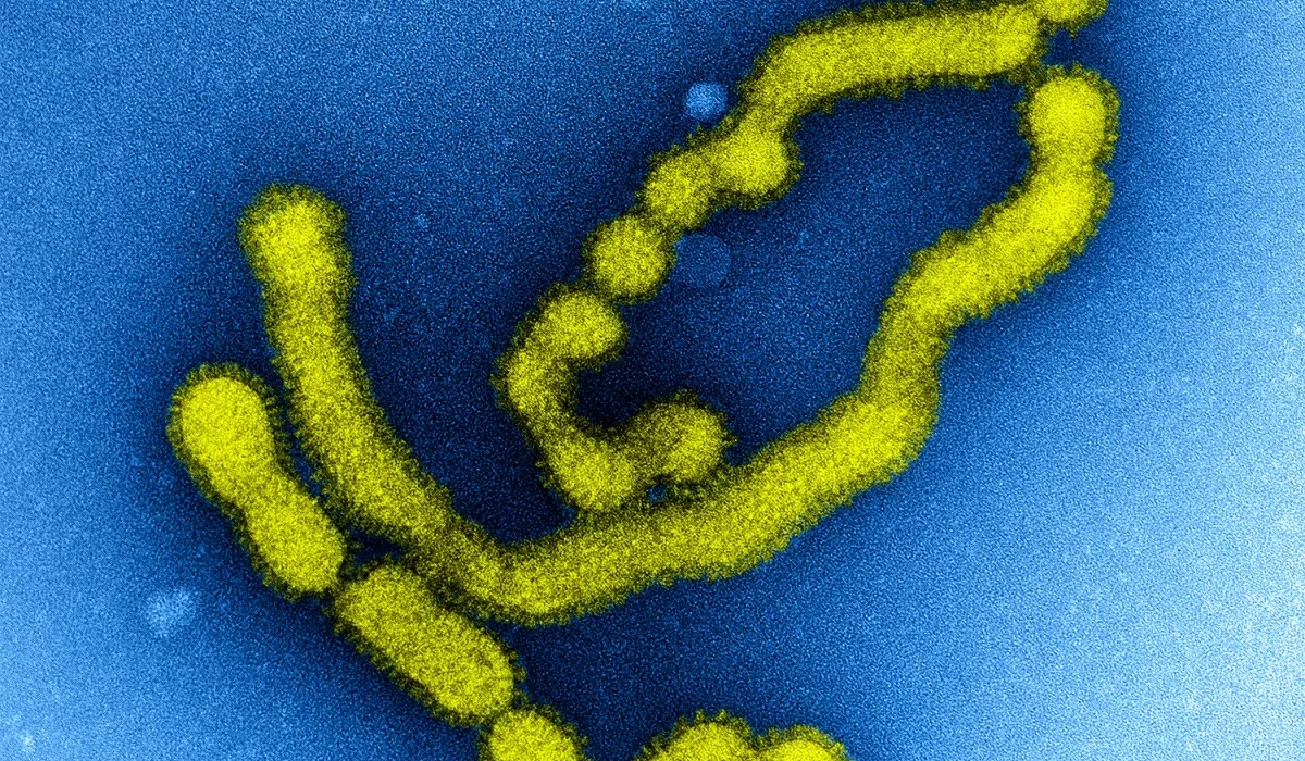 La Grippe : Un Facteur de Risque Accru pour les Crises Cardiaques