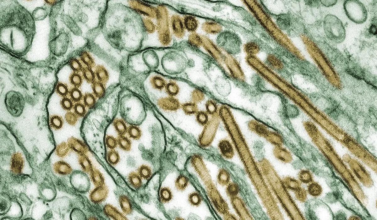 Les Vaccins Universels : L'Avenir de la Médecine