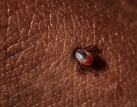 Les bactéries responsables de la maladie de Lyme pourraient persister dans l'organisme pendant des années, selon une étude.