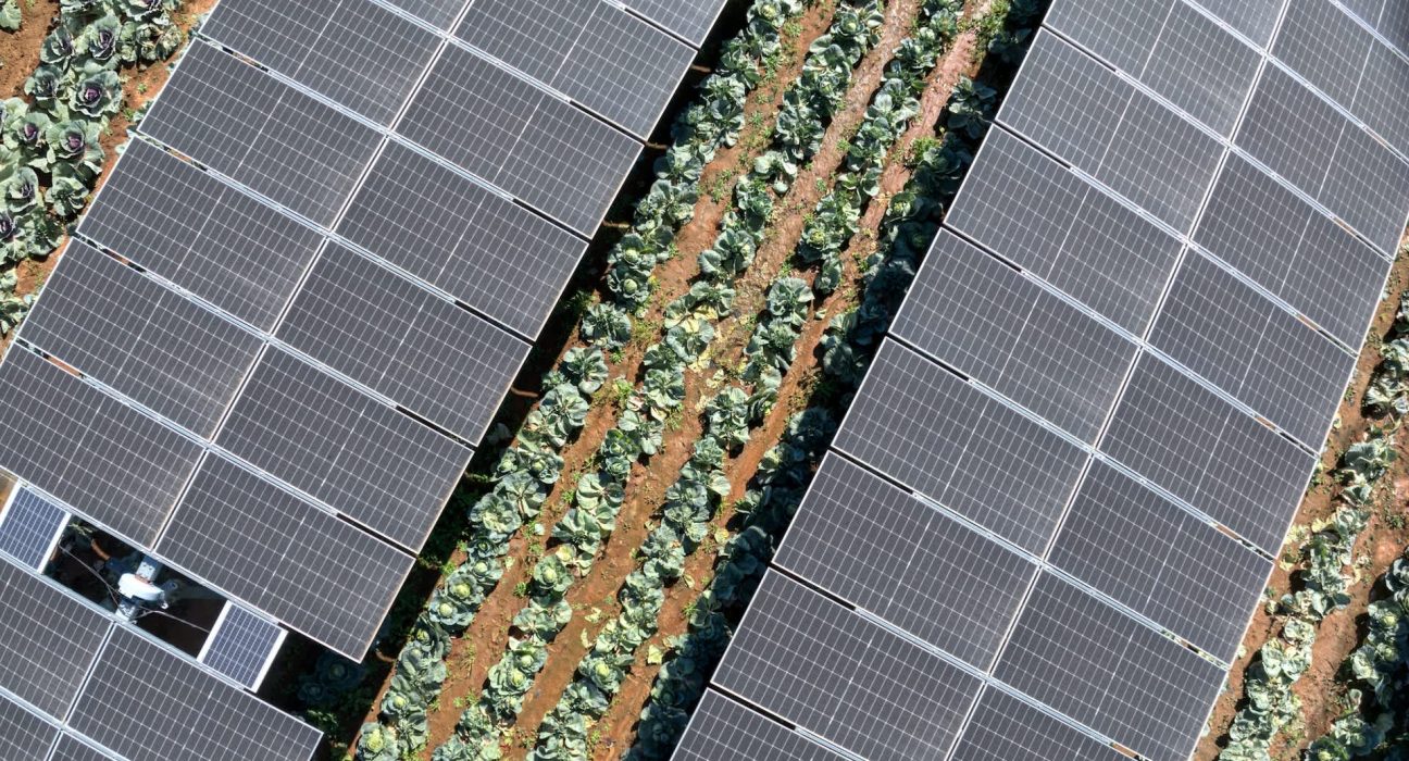 Les navets cultivés sous panneaux solaires : un double bénéfice de productivité et d'économie de près de 36 milliards de dollars.