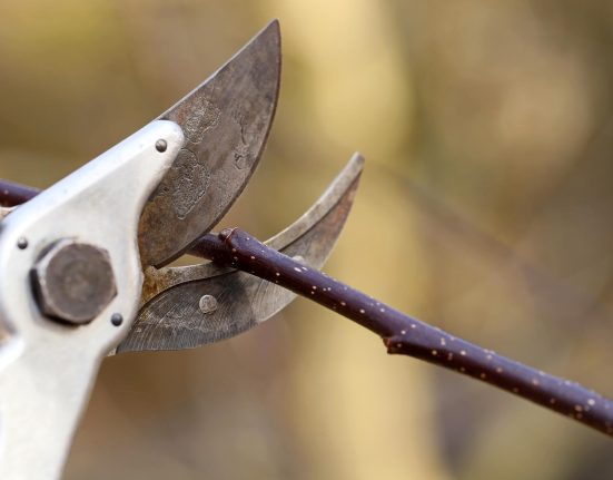 Les scientifiques découvrent que les plantes “crient” – Nous ne pouvions tout simplement pas les entendre jusqu'à présent.