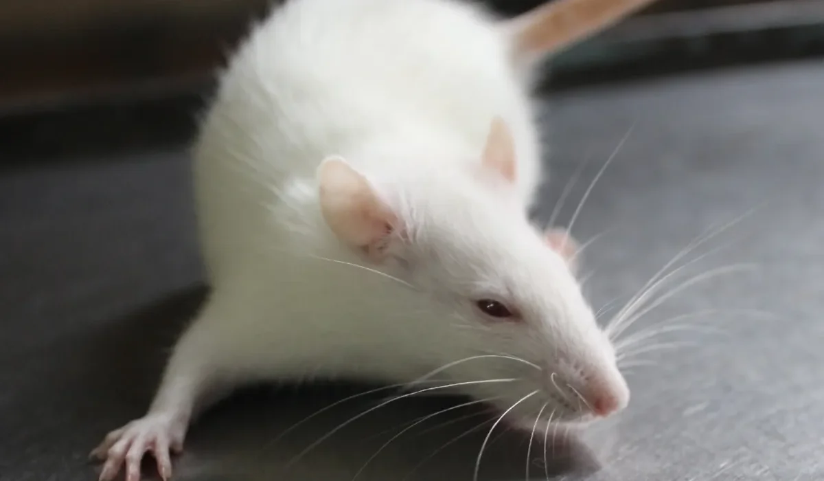 Nouvel Expériment de CRISPR : Ralentir la Perte Auditive