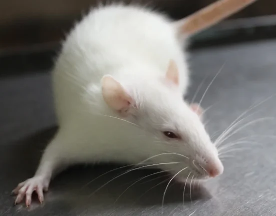 Nouvel Expériment de CRISPR : Ralentir la Perte Auditive