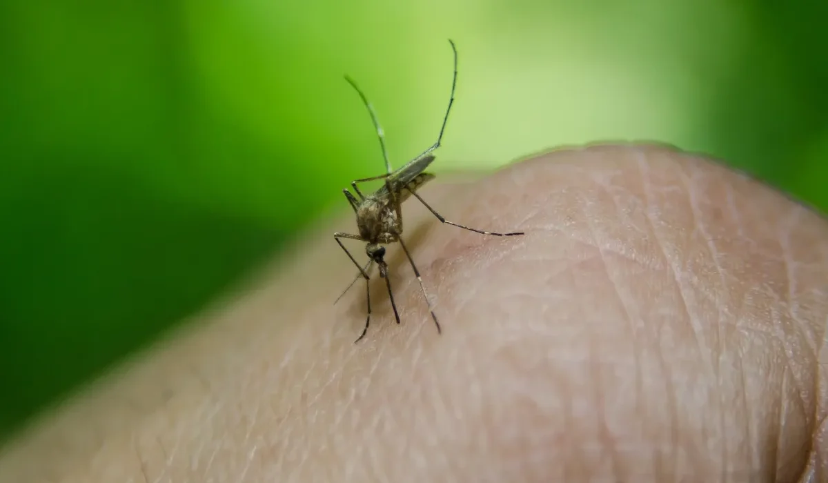 Propagation de la malaria résistante aux médicaments signalée cinq ans après son émergence