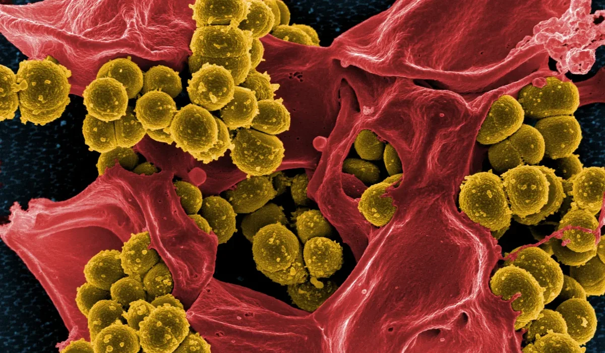Un Microbe Synthétique : La Prochaine Révolution Antibiotique
