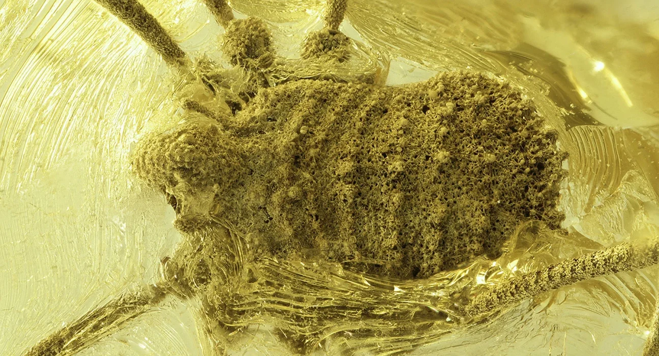 Un Mystère de 35 Millions d'Années : Découverte d'une Arachnide Étrange Conservée dans l'ambre