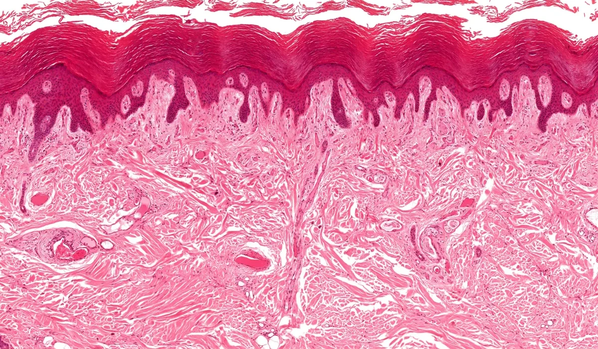 Un Organe Inédit Découvert: Une Clé Pour Comprendre La Propagation Du Cancer
