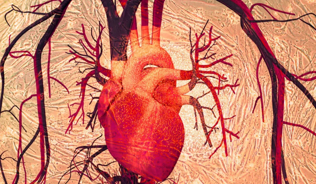 Un Pansement Cellulaire pour Réparer les Cœurs Endommagés par un Arrêt Cardiaque