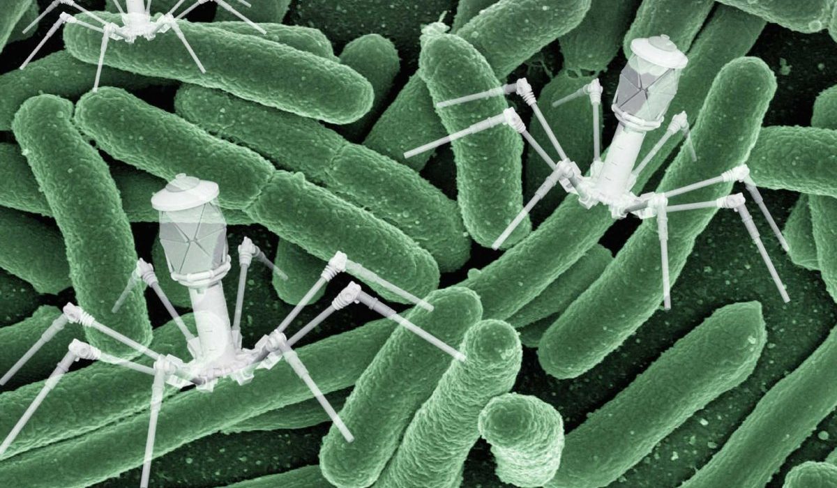 Un Virus Aquatique Guérit une Infection Résistante aux Antibiotiques chez un Homme.