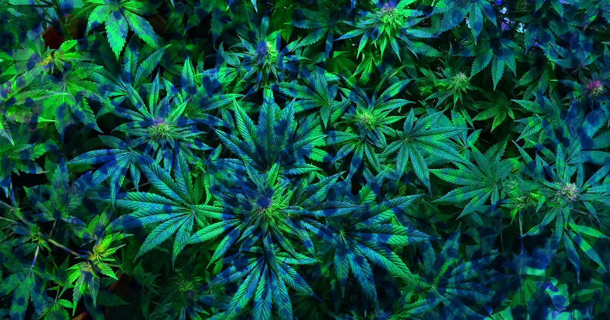Un composé du cannabis pourrait devenir le dernier atout dans la lutte contre les super-bactéries.