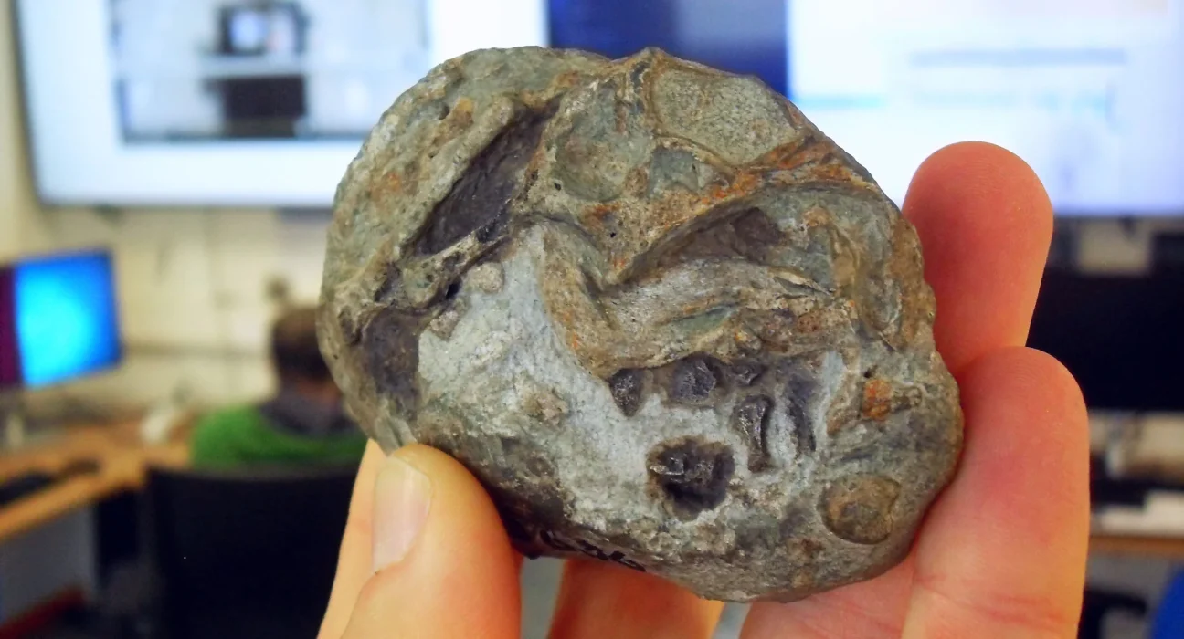 Un œuf vieux de 250 millions d'années révèle l'un des plus grands mystères de l'évolution.