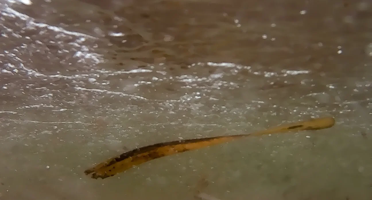 Un ver zombie vieux de 24 000 ans ressuscite et se met à se reproduire immédiatement.