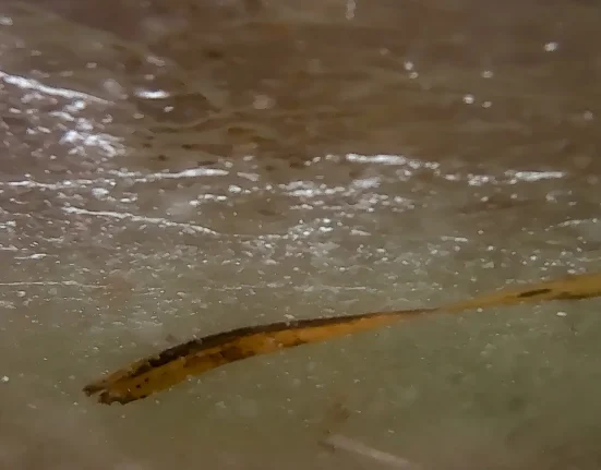 Un ver zombie vieux de 24 000 ans ressuscite et se met à se reproduire immédiatement.