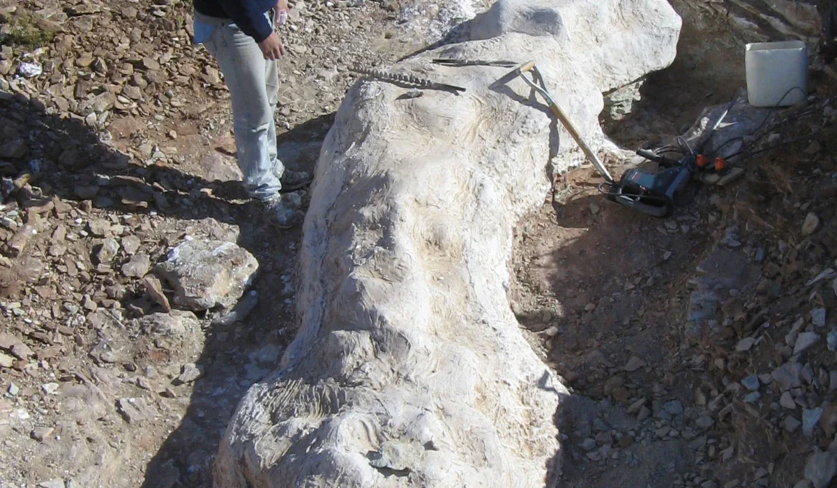 Une Découverte Étonnante : Un Dinosaure de 20 Mètres Mis au Jour en Argentine