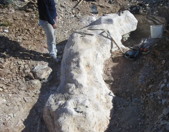 Une Découverte Étonnante : Un Dinosaure de 20 Mètres Mis au Jour en Argentine