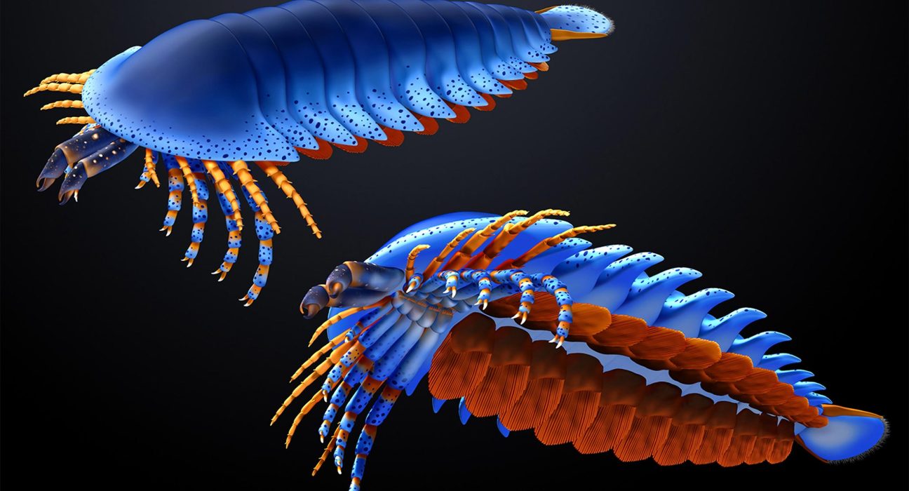 Une Découverte de 500 Millions d'Ans Révèle de Nouvelles Perspectives sur l'Évolution des Araignées