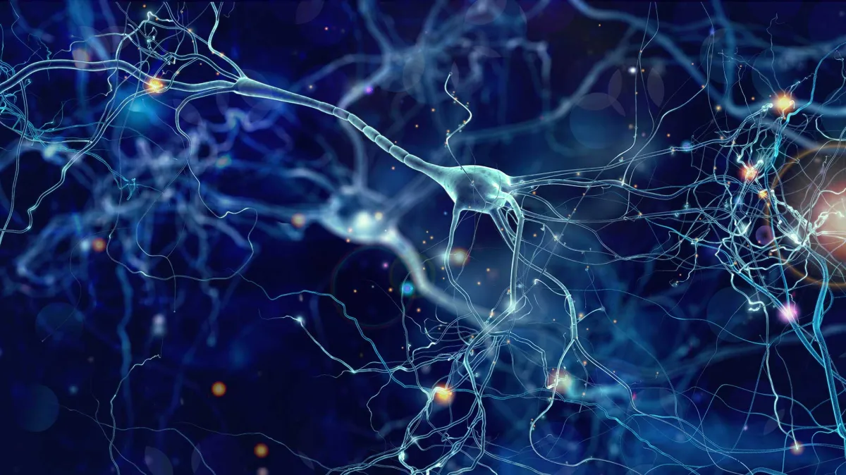 Une Nouvelle Compréhension du Traitement des Expériences Positives et Négatives par le Cerveau.