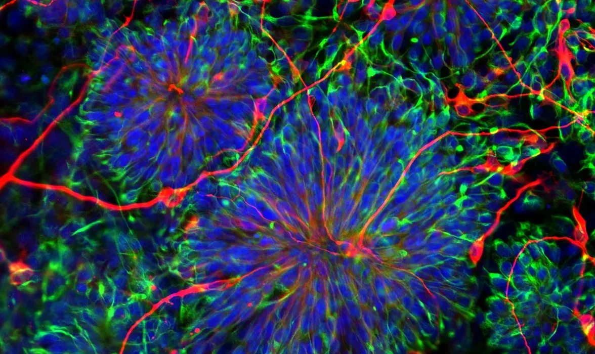 Une Startup Innove en Utilisant des Cellules Souches D’origine Placentaire pour la Médecine Régénérative