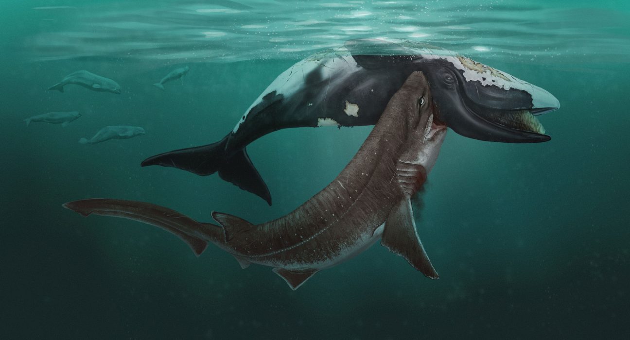 Une découverte incroyable : des dents de requin trouvées dans un crâne de baleine vieux de 5 millions d'années grâce à un adolescent.